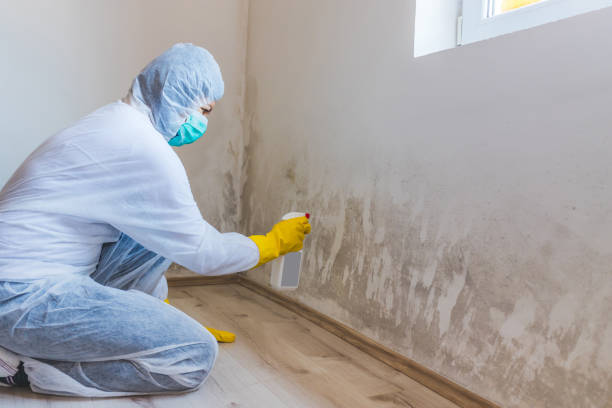 Licensed Basement Mold Remediation service in Grimesland, NC - WQB Mold Removal