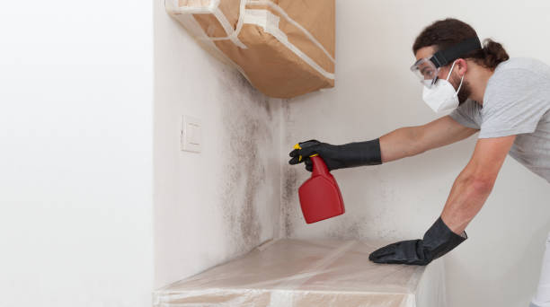 Professional Basement Mold Remediation technician working in Grimesland, NC