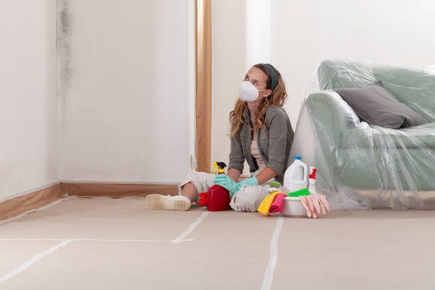 Reliable Basement Mold Remediation contractor in Grimesland, NC by WQB Mold Removal